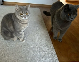 katzen BKH