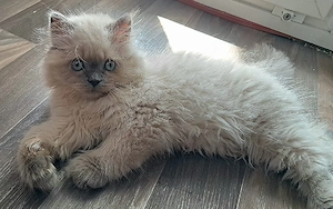 Britisch Langhaar Blue Point Junge mit blauen Augen