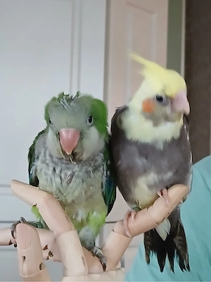 junge Mönchsittiche , super zahm, kleine Papageien