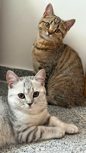 BKH Britisch Kurzhaar Kätzchen tabby