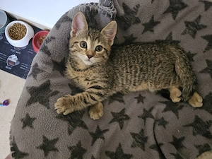 zuckersüßer Katerle sucht ein neues Zuhause 