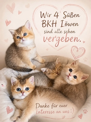  BKH- Kitten ALLE bereits Vergeben. :) 
