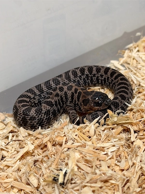 Sable, Heterodon Nasicus, Hakennasennatter