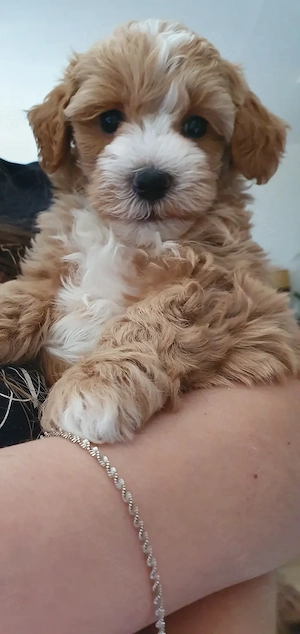 Maltipoo Welpen