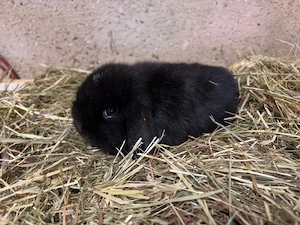 2 Minilop Böcke 