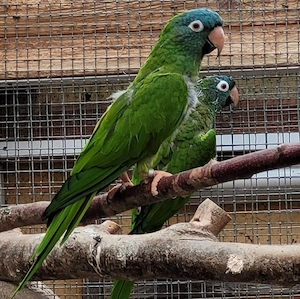 Blaukopfsittche 
