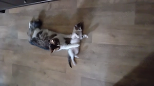 Katzenbaby MainCoon Mix