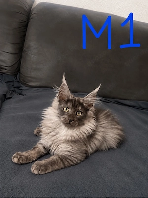   Maine Coon Kitten   Silver   Smoke   Tortie   liebevoll aufgezogen    Bild 5