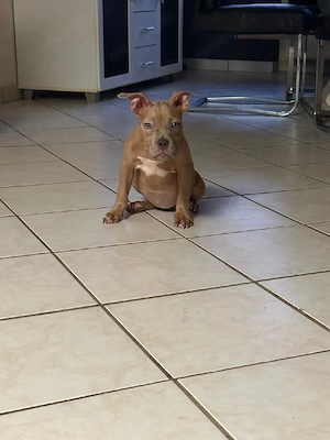 American Pocket Bully Hündin Welpe Merle