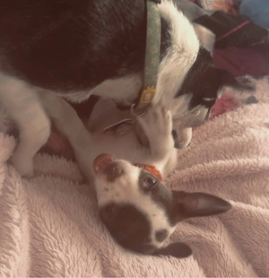    Wunderschöne Chihuahua-Welpen in besonderen Farben suchen ihr Für-immer-Zuhause     