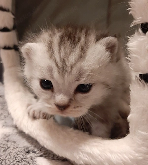 BKH-Kitten British Kurzhaar Silver-, black-tabby suchen ab September ein liebevolles Zuhause   