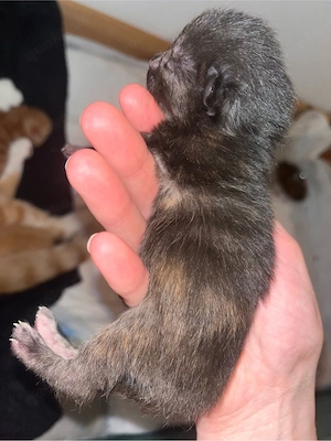 4 süße Katzenbabys suchen ein liebevolles Zuhause   