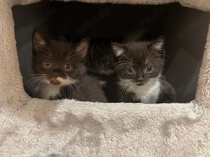 Drei süße Kitten suchen ein liebevolles Zuhause