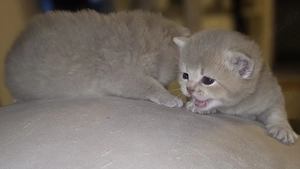 Zauberhafte Kitten suchen ihr Für-Immer-Zuhause