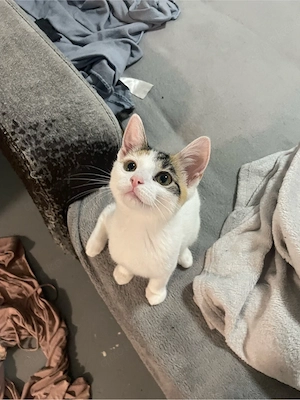 Buntes Kitten