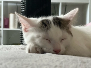 Liebesvolles Kitten