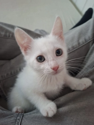 Babykatzen