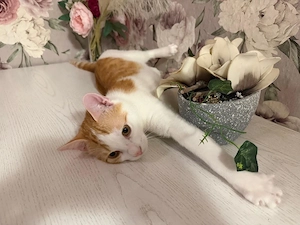 ein kater sucht ein neu hause