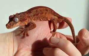 1.0 Rhacodactylus Auriculatus Red Red stripe