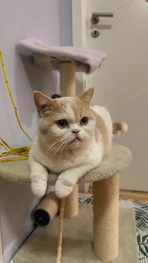 Weiß-beige BKH Katze abzugeben