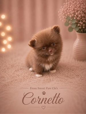 exclusixe Pomchi Welpen (Chihuahua x Pomeranian) suchen ihr Traumschloss