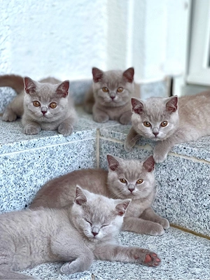 5 lilac BKH Britisch Kurzhaar Kitten Kätzchen