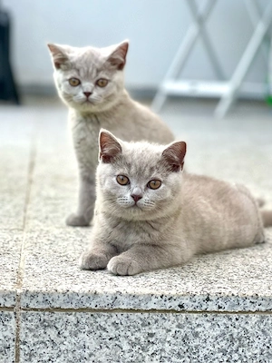 4 lilac BKH Britisch Kurzhaar Kitten Kätzchen
