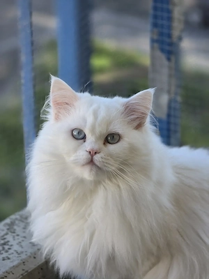 Wunderschöner Perser-Ragdoll-Mix (weiß,  blaue Augen ) sucht eine Partnerin zum Decken