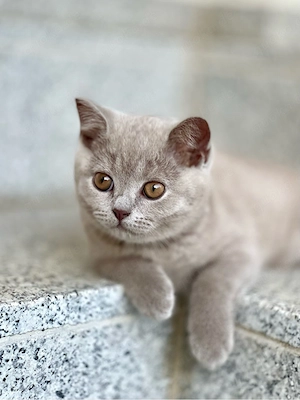 4 lilac BKH Britisch Kurzhaar Kitten Kätzchen