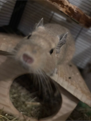 3 Degu weibchen 