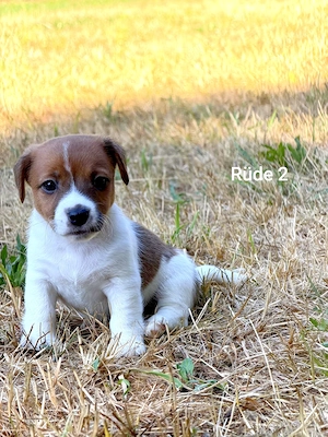 Jack Russell Terrier Welpen 