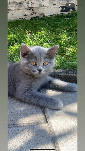 2 BKH katzen suchen ein zuhause dringen wegen allergie !