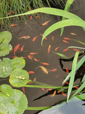 Wunderschöne gesunde Goldfische