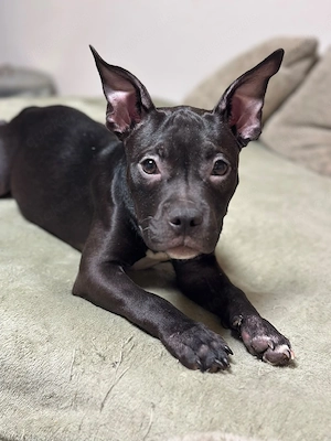 American Pocket Bully Hündin Welpe 