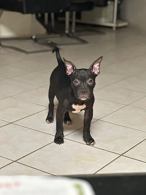 American Pocket Bully Hündin Welpe 