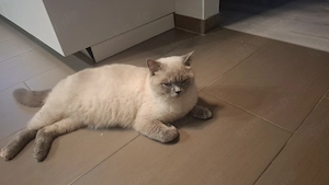 Bkh Bluepoint  katze 