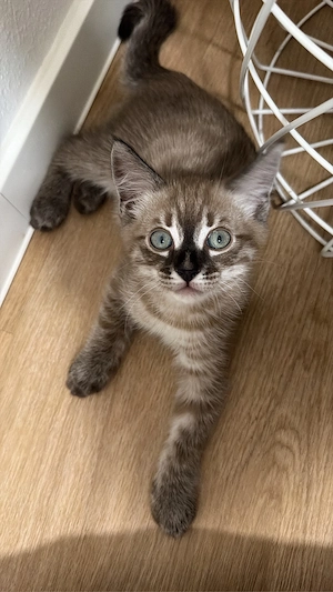 BKH-Bengal Mix Kater 