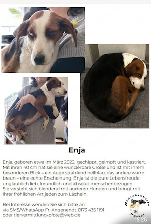Hund aus dem Tierschutz 