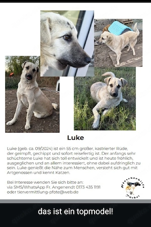 Hunde zu vermitteln 