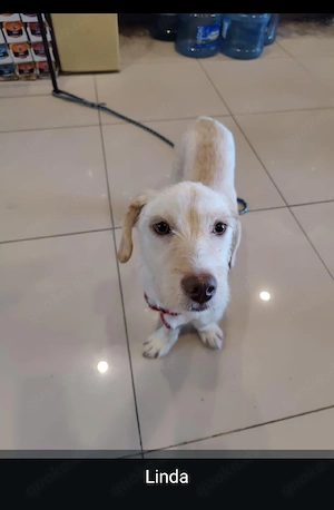Hunde aus dem Tierschutz 