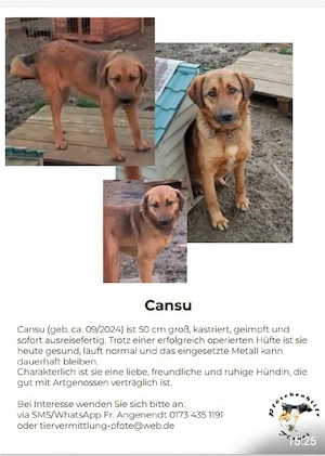 Hund aus dem Tierschutz 