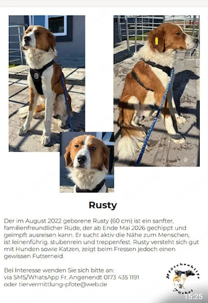 Hunde zu vermitteln 