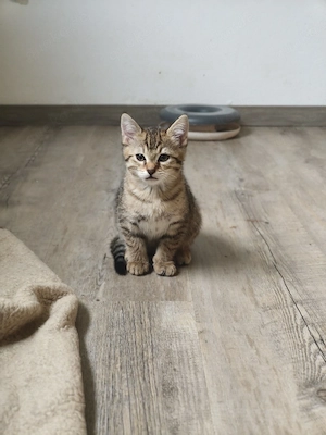 Bengal Mix 
