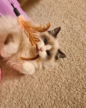 Verschmuste Ragdoll-Katzen