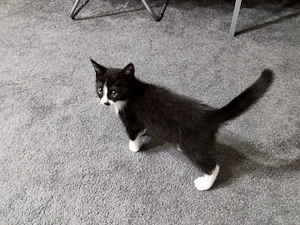 Süßes Katzenbaby, 12 Wochen alt, sucht neues Zuhause