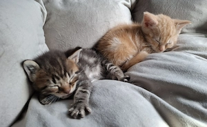 Britisch Kurzhaar Maine Coon Mix Kitten sitzen auf gepackten Koffern, sie warten auf Ihre Familie