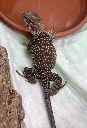 Suche Halsbandleguan weibchen  (Crotaphytus collaris wichita mountain)