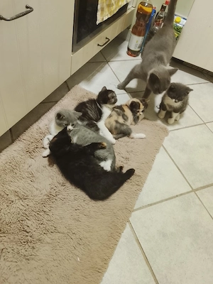 Britisch Kurzhaar babys katzen
