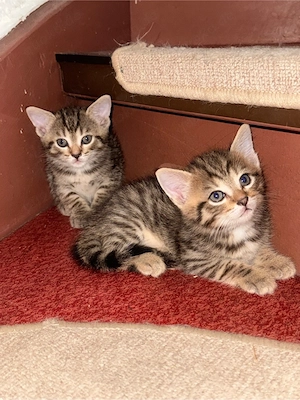 Katzenbabys 