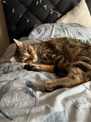 Katzen zu verschenken